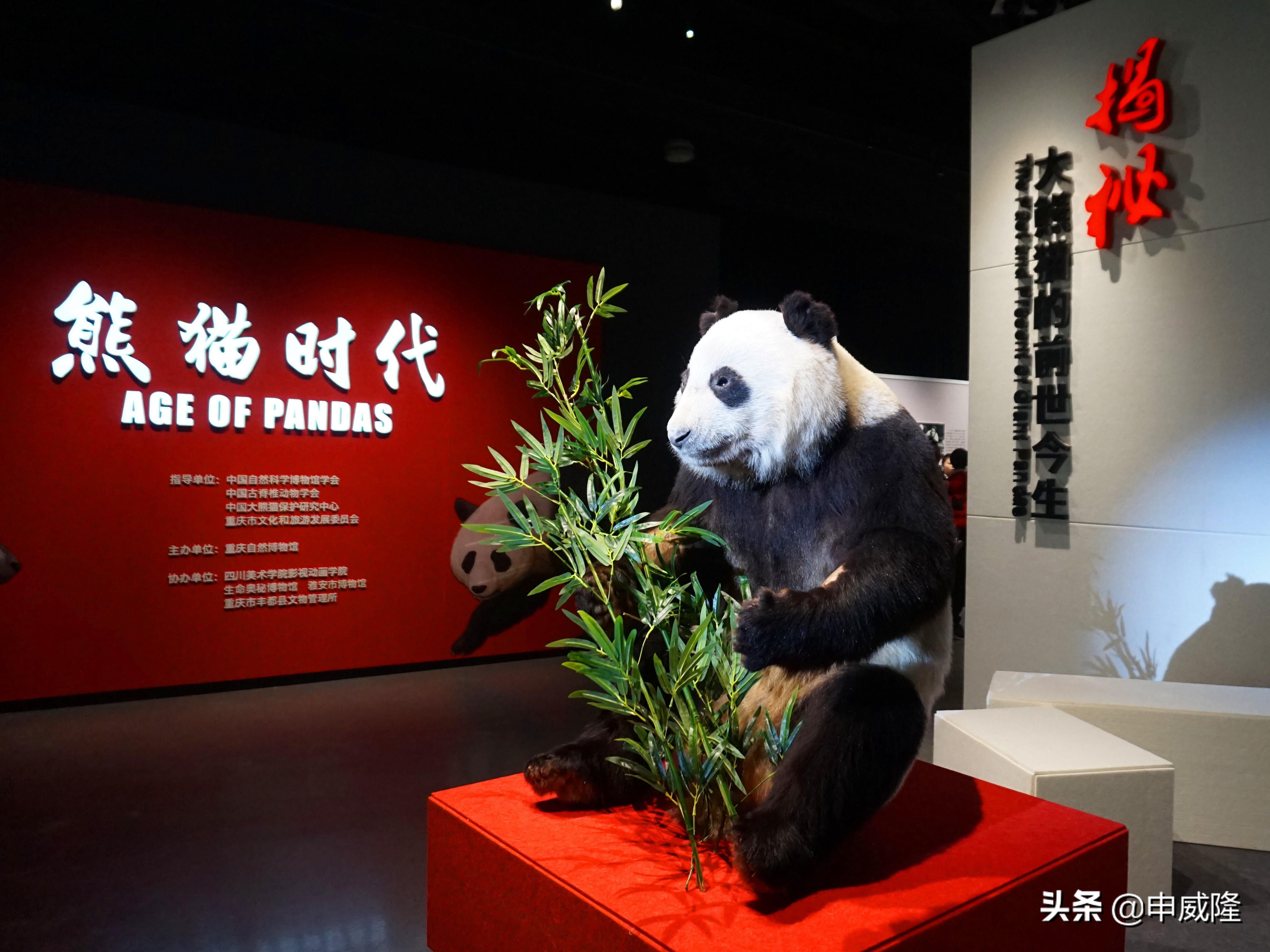 探索3D彩票的奥秘，近50期开奖号码深度解析