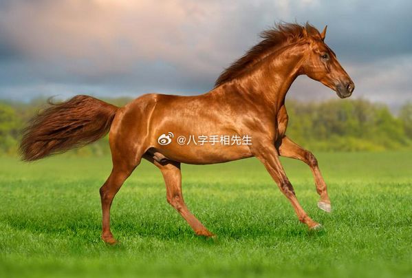 买马资料图2018今晚，一场智慧与运气的较量买马资料图2019,114期